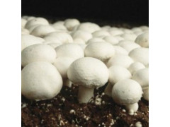 Champignon Aufzucht Lösung