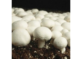 Champignon Aufzucht Lösung