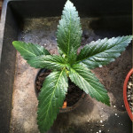 Afrikanisches Damiana