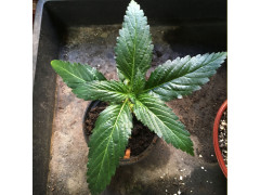 Afrikanisches Damiana