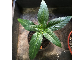 Afrikanisches Damiana