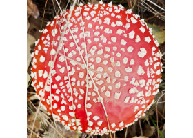 Amanita Pilz Hüte (20g)