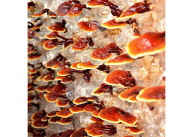 Reishi Aufzucht Lösung 