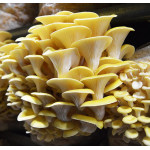 Goldener Austernpilz Aufzucht Lösung