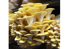 Goldener Austernpilz Aufzucht Lösung