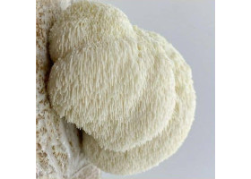 Hericium Aufzucht Lösung