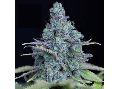 Jack Herer