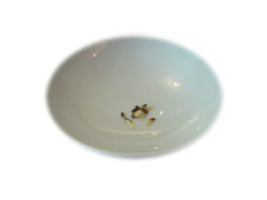 Catha edulis - Khat Samen