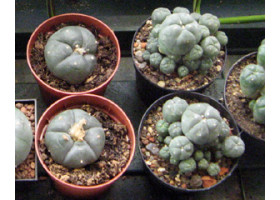 Peyote Kaktus