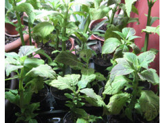 Salvia Divinorum Pflanze