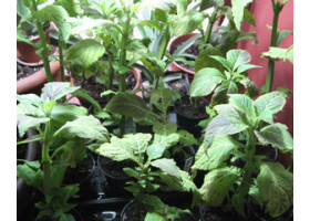 Salvia Divinorum Pflanze