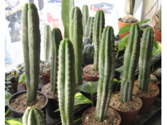 San Pedro Kaktus