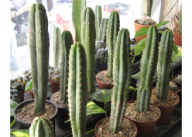 San Pedro Kaktus