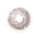 Cubensis Mexico E. Abdruck