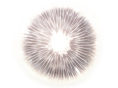 Cubensis Transkei Abdruck