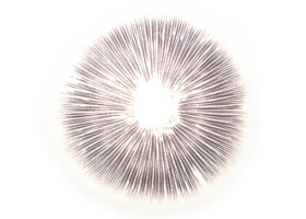 Cubensis Moby Dick Abdruck