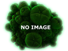 Banisteriopsis Caapi - Samen