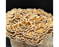 Tramete Aufzucht Lösung